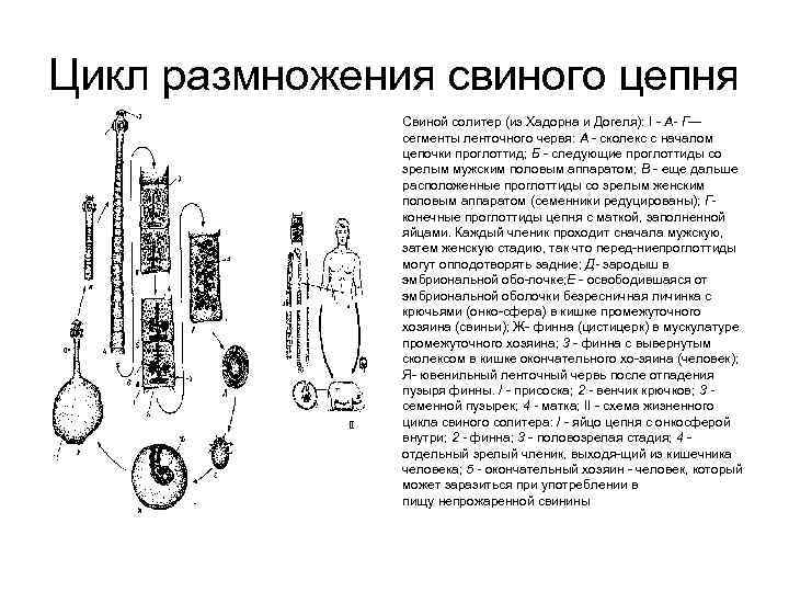 Цикл размножения свиного цепня Свиной солитер (из Хадорна и Догеля): I А- Г— сегменты