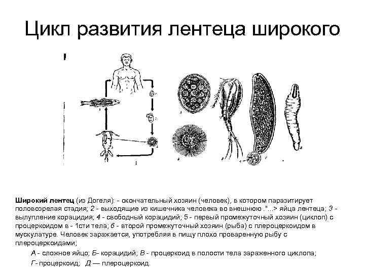 Какой цифрой обозначен на рисунке первый промежуточный хозяин широкого лентеца