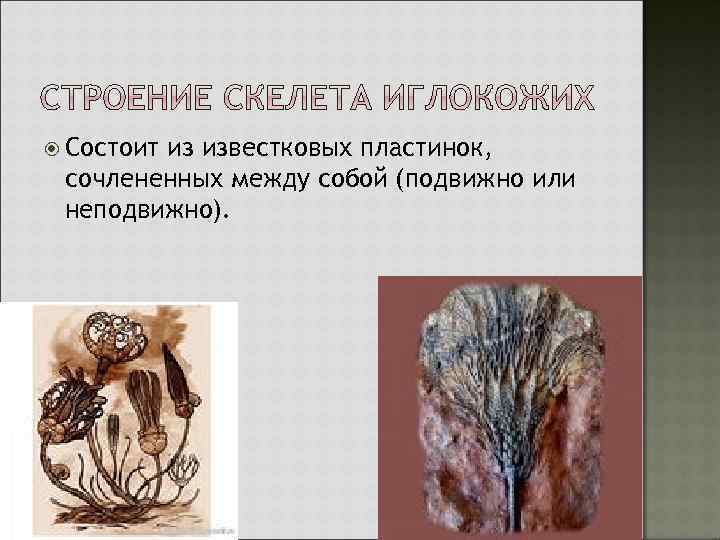  Состоит из известковых пластинок, сочлененных между собой (подвижно или неподвижно). 