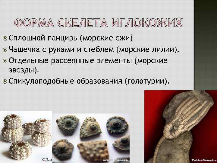  Сплошной панцирь (морские ежи) Чашечка с руками и стеблем (морские лилии). Отдельные рассеянные