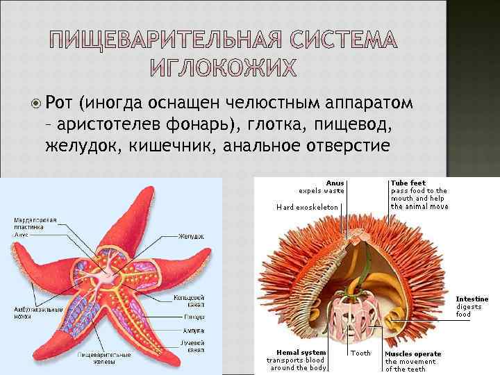  Рот (иногда оснащен челюстным аппаратом – аристотелев фонарь), глотка, пищевод, желудок, кишечник, анальное