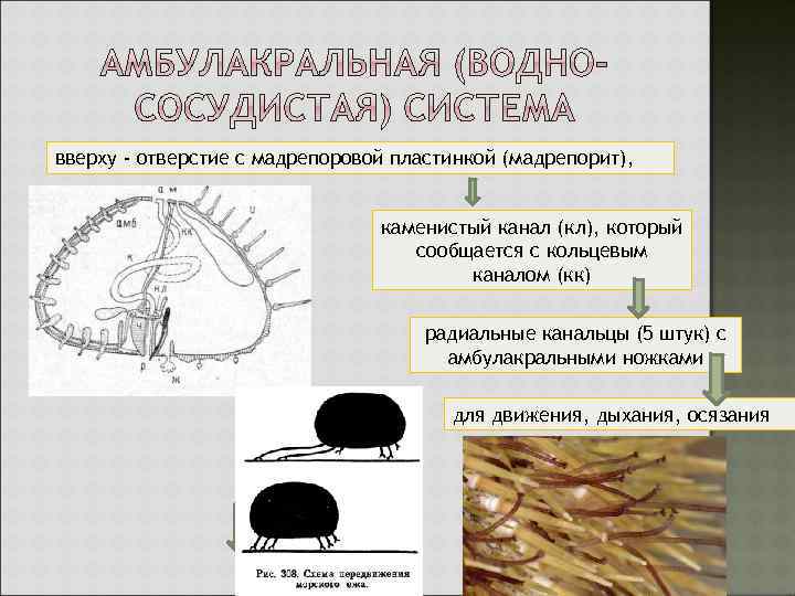 вверху - отверстие с мадрепоровой пластинкой (мадрепорит), каменистый канал (кл), который сообщается с кольцевым