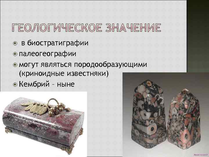 в биостратиграфии палеогеографии могут являться породообразующими (криноидные известняки) Кембрий – ныне 