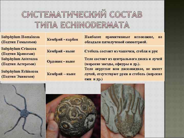 Subphylum Homalozoa (Подтип Гомалозои) Subphylum Crinozoa (Подтип Кринозои) Subphylum Asterozoa (Подтип Астерозои) Subphylum Echinozoa