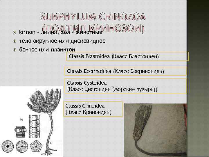  krinon – лилия, zoa - животные тело округлое или дисковидное бентос или планктон