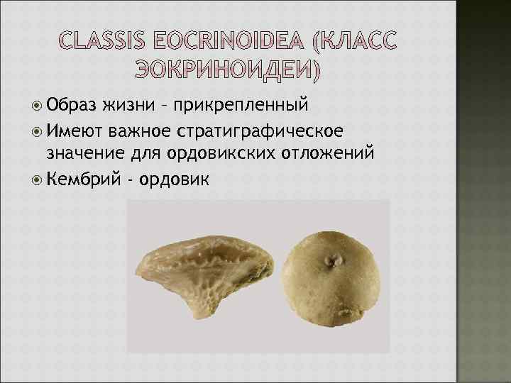  Образ жизни – прикрепленный Имеют важное стратиграфическое значение для ордовикских отложений Кембрий -