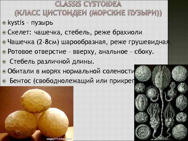  kystis – пузырь Скелет: чашечка, стебель, реже брахиоли Чашечка (2 -8 см) шарообразная,