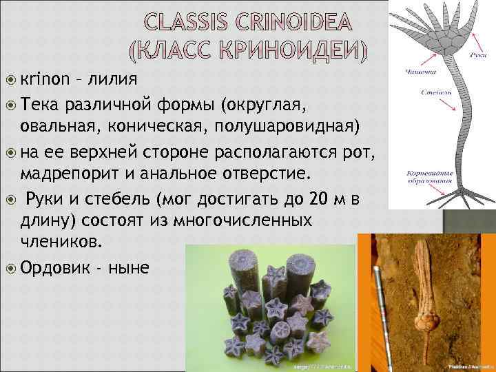  кrinon – лилия Тека различной формы (округлая, овальная, коническая, полушаровидная) на ее верхней