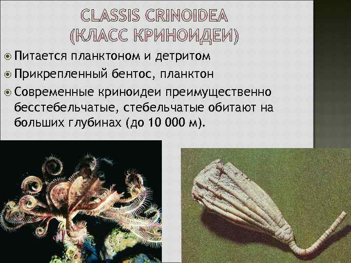  Питается планктоном и детритом Прикрепленный бентос, планктон Современные криноидеи преимущественно бесстебельчатые, стебельчатые обитают