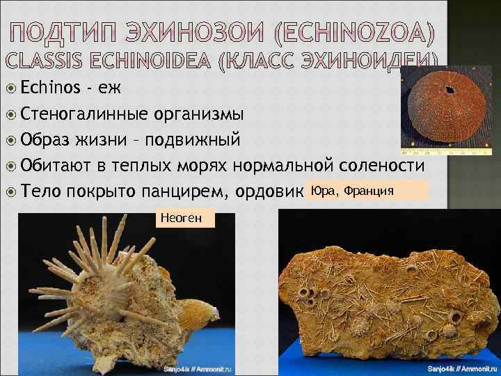  Echinos - еж Стеногалинные организмы Образ жизни – подвижный Обитают в теплых морях