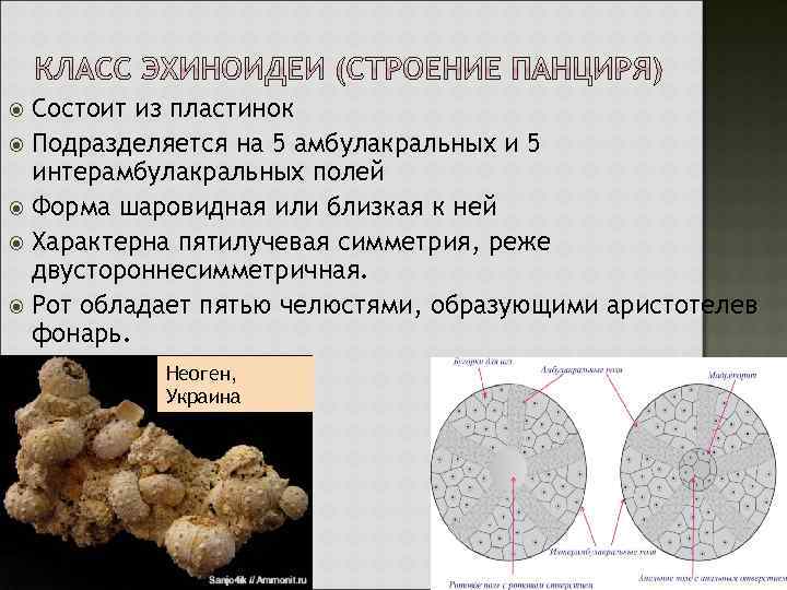 Состоит из пластинок Подразделяется на 5 амбулакральных и 5 интерамбулакральных полей Форма шаровидная или