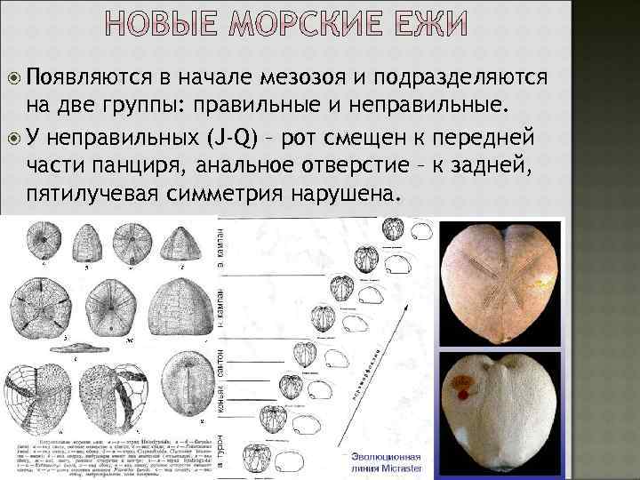  Появляются в начале мезозоя и подразделяются на две группы: правильные и неправильные. У
