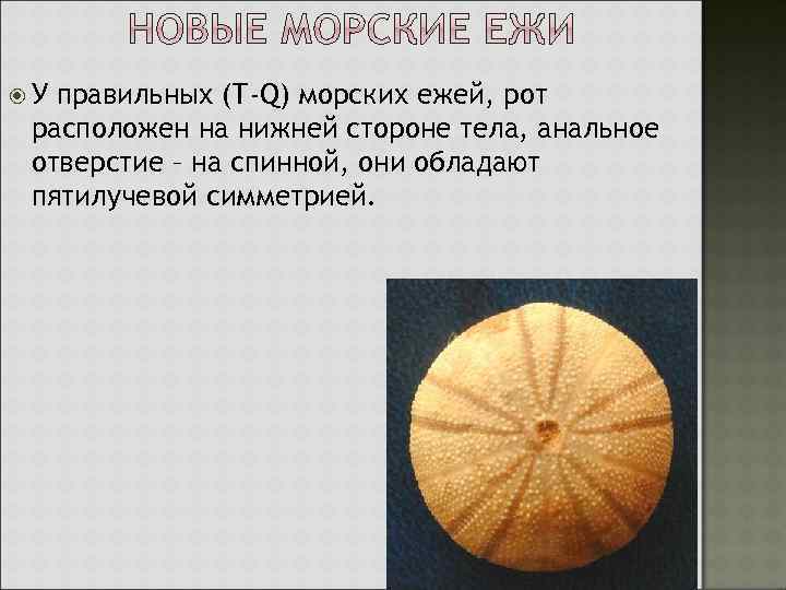  У правильных (Т-Q) морских ежей, рот расположен на нижней стороне тела, анальное отверстие