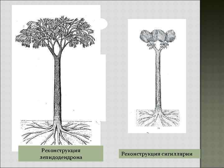 Реконструкция лепидодендрона Реконструкция сигиллярии 