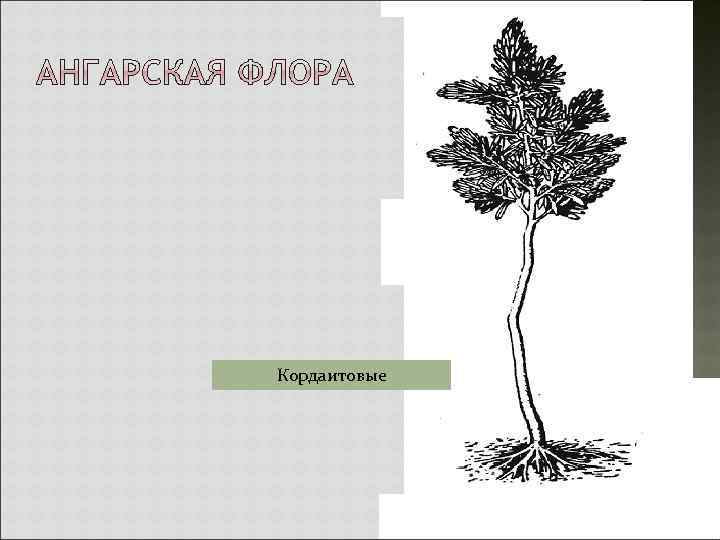 Кордаитовые 