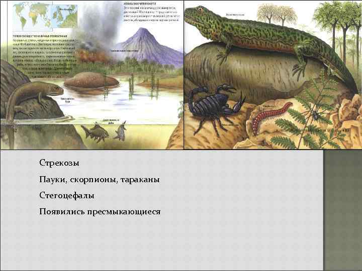 Стрекозы Пауки, скорпионы, тараканы Стегоцефалы Появились пресмыкающиеся 