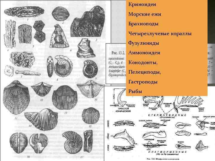 Криноидеи Морские ежи Брахиоподы Четырехлучевые кораллы Фузулиниды Аммоноидеи Конодонты, Пелециподы, Гастроподы Рыбы 