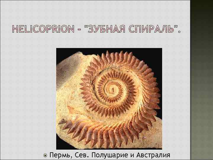  Пермь, Сев. Полушарие и Австралия 