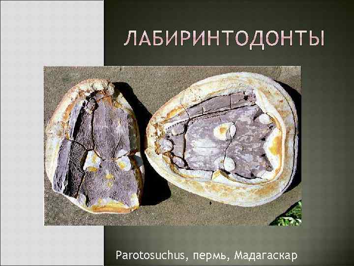 Parotosuchus, пермь, Мадагаскар 