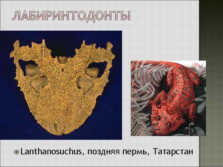  Lanthanosuchus, поздняя пермь, Татарстан 