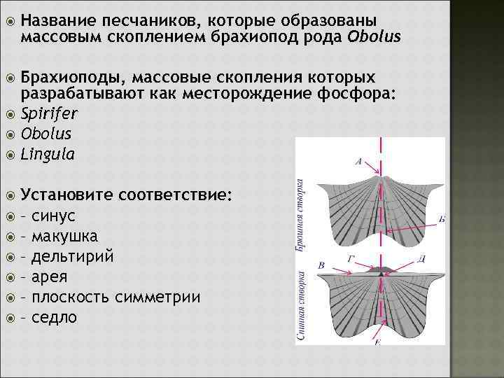  Название песчаников, которые образованы массовым скоплением брахиопод рода Obolus Брахиоподы, массовые скопления которых