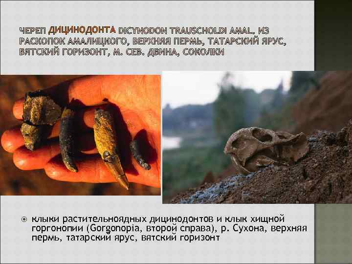 ДИЦИНОДОНТА клыки растительноядных дицинодонтов и клык хищной горгонопии (Gorgonopia, второй справа), р. Сухона, верхняя