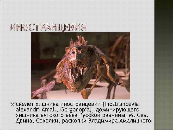  скелет хищника иностранцевии (Inostrancevia alexandri Amal. , Gorgonopia), доминирующего хищника вятского века Русской