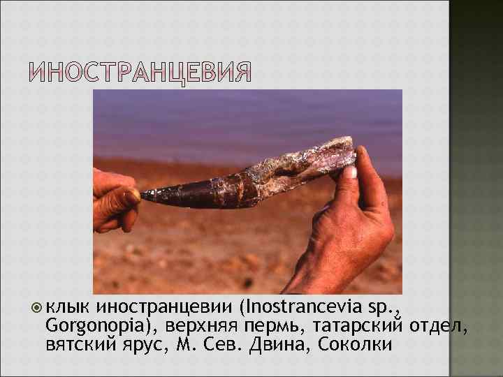  клык иностранцевии (Inostrancevia sp. , Gorgonopia), верхняя пермь, татарский отдел, вятский ярус, М.