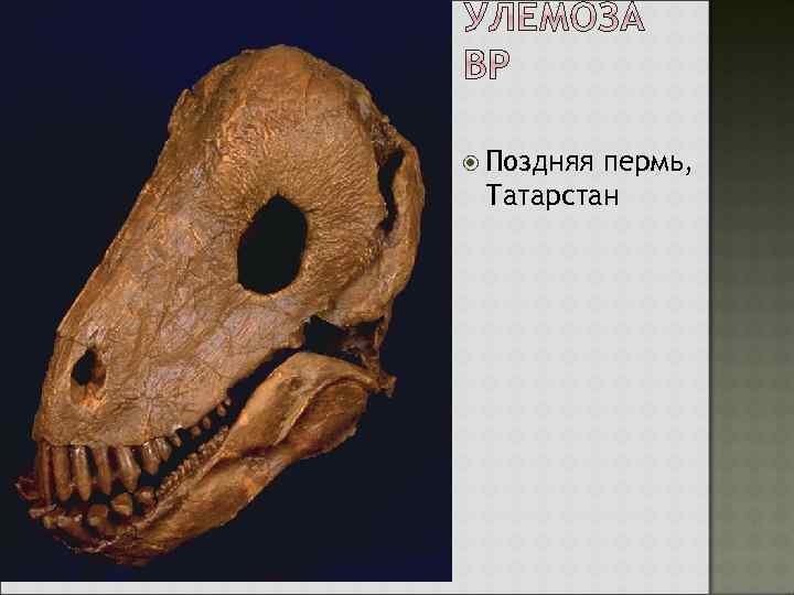  Поздняя пермь, Татарстан 