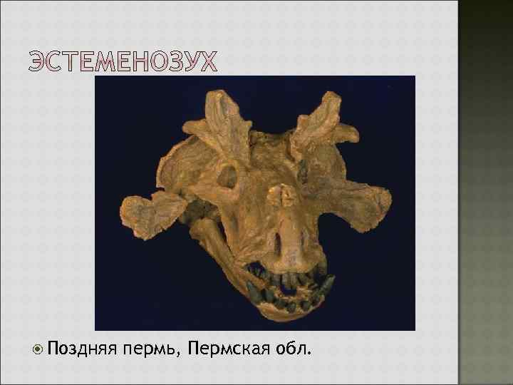  Поздняя пермь, Пермская обл. 