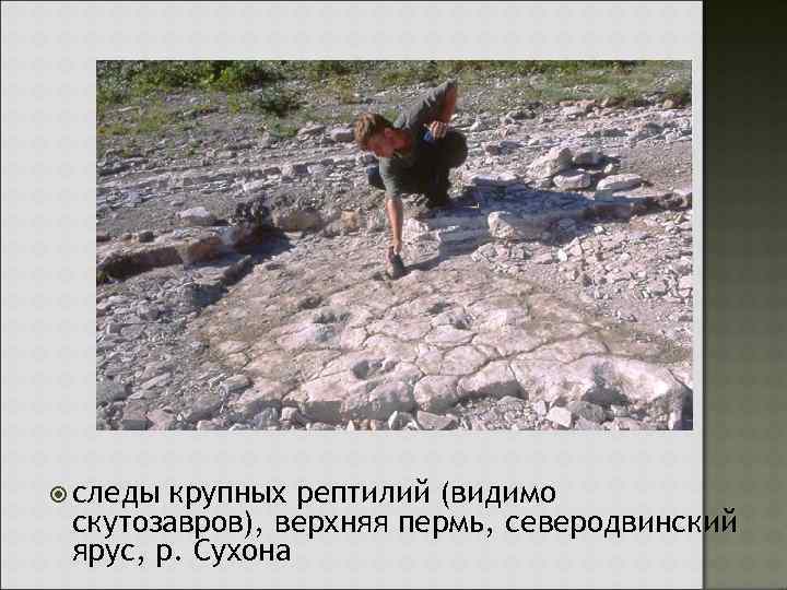  следы крупных рептилий (видимо скутозавров), верхняя пермь, северодвинский ярус, р. Сухона 