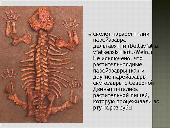  скелет парарептилии парейазавра дельтавятии (Deltavjatia vjatkensis Hart. -Wein. ) Не исключено, что растительноядные