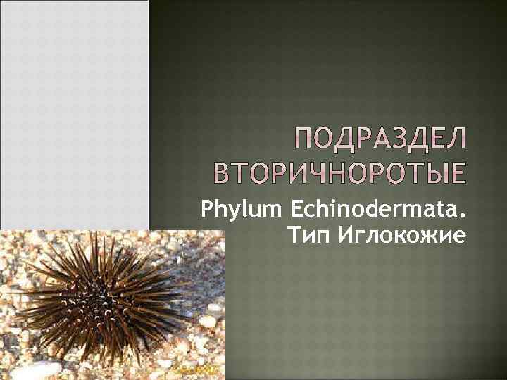 Phylum Echinodermata. Тип Иглокожие 