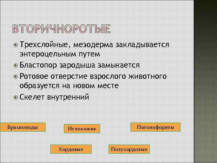  Трехслойные, мезодерма закладывается энтероцельным путем Бластопор зародыша замыкается Ротовое отверстие взрослого животного образуется