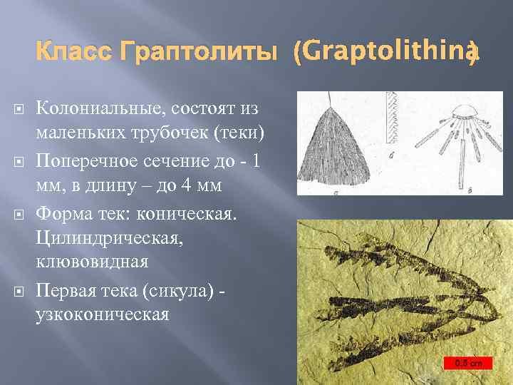 Класс Граптолиты (Graptolithina ) Колониальные, состоят из маленьких трубочек (теки) Поперечное сечение до -