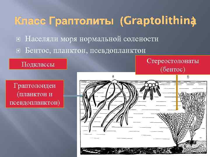 Класс Граптолиты (Graptolithina ) Населяли моря нормальной солености Бентос, планктон, псевдопланктон Подклассы Граптолоидеи (планктон