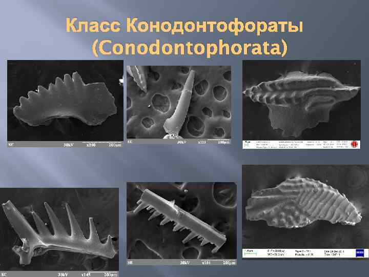 Класс Конодонтофораты (Conodontophorata) 