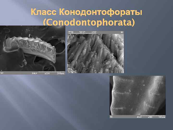 Класс Конодонтофораты (Conodontophorata) 