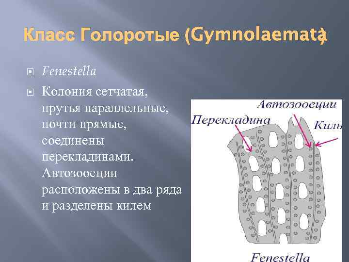 Класс Голоротые (Gymnolaemata ) Fenestella Колония сетчатая, прутья параллельные, почти прямые, соединены перекладинами. Автозооеции