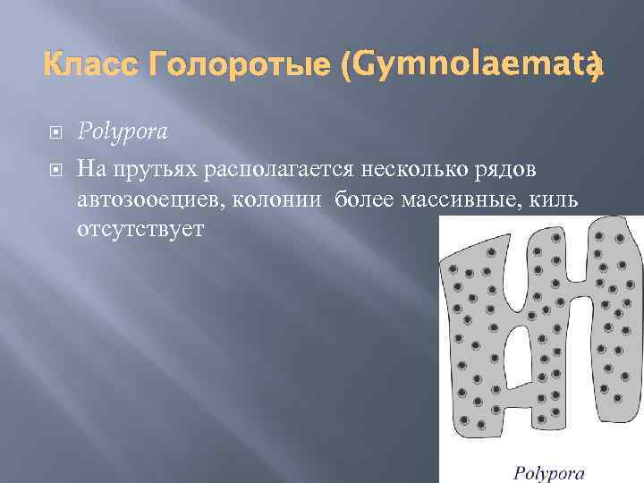 Класс Голоротые (Gymnolaemata ) Polypora На прутьях располагается несколько рядов автозооециев, колонии более массивные,