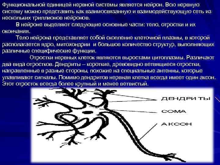 Функциональной единицей нервной системы является нейрон. Всю нервную систему можно представить как взаимосвязанную и