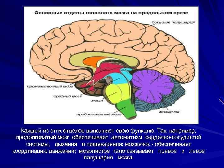 Отдел головного мозга обеспечивающий координацию движений. Отделы мозга на продольном срезе. Основные отделы головного на продольном срезе. Мозг по отделам. Продолговатый мозг ССС.