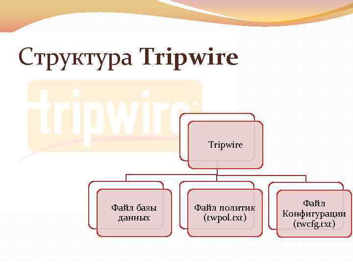 Структура Tripwire Файл базы данных Файл политик (twpol. txt) Файл Конфигурации (twcfg. txt) 