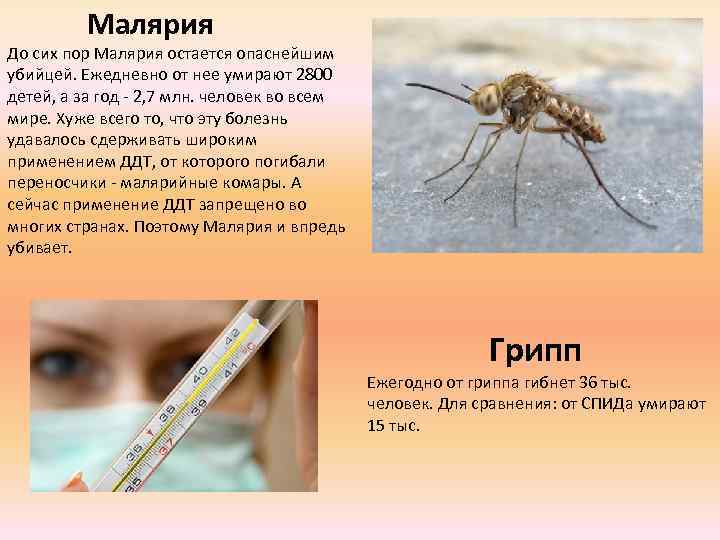 Малярия До сих пор Малярия остается опаснейшим убийцей. Ежедневно от нее умирают 2800 детей,