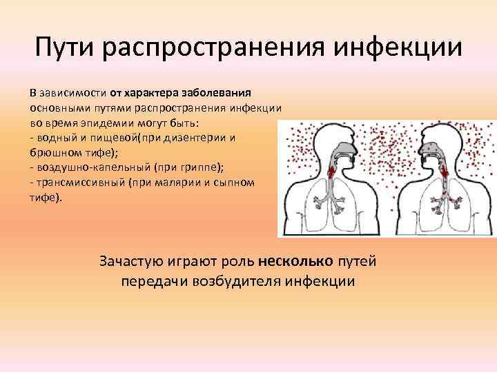 Пути распространения инфекции В зависимости от характера заболевания основными путями распространения инфекции во время
