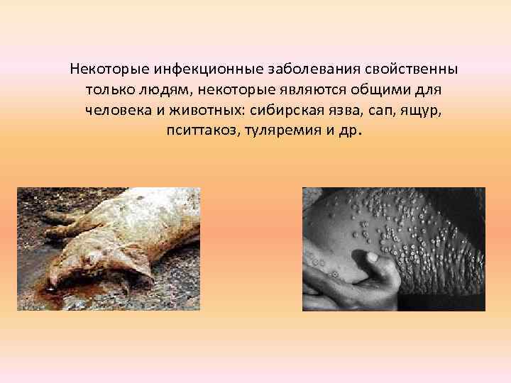 Некоторые инфекционные заболевания свойственны только людям, некоторые являются общими для человека и животных: сибирская