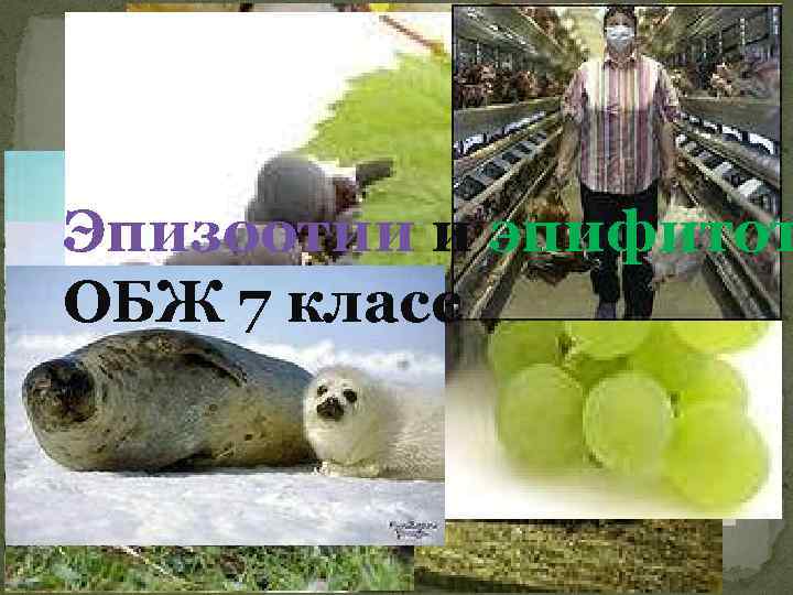 Эпизоотии и эпифитот ОБЖ 7 класс 
