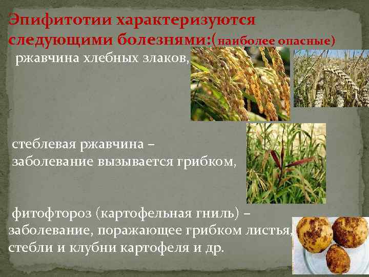 Эпифитотии характеризуются следующими болезнями: (наиболее опасные) ржавчина хлебных злаков, стеблевая ржавчина – заболевание вызывается