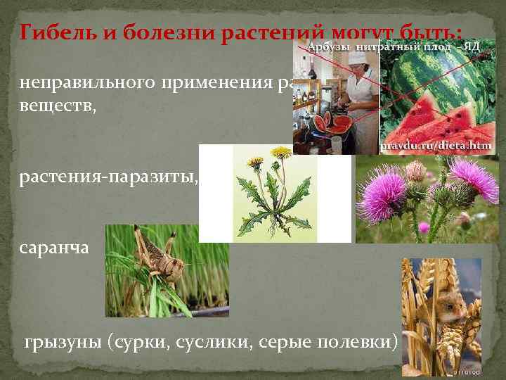 Гибель и болезни растений могут быть: неправильного применения различных химических веществ, растения-паразиты, саранча грызуны