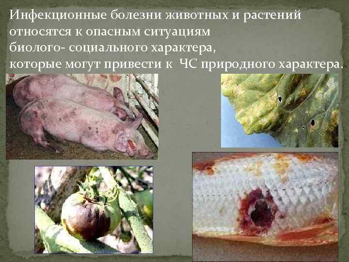 Инфекционные болезни животных и растений относятся к опасным ситуациям биолого- социального характера, которые могут